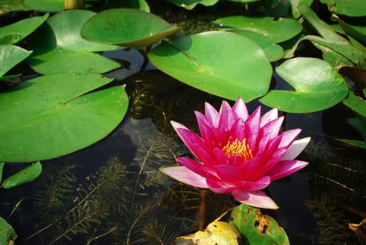 Pink lotus blossoms or water lily flowers blooming on pond