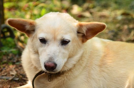Thai dog