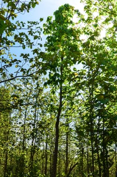 autumn forest trees. nature green wood sunlight backgrounds.