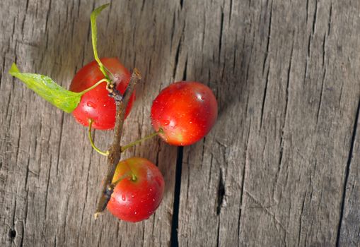 cherry-plum on wooden background