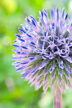 Blue globe thistle (Echinops) in the garden

