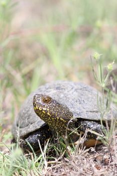 emys orbicularis, portrait of european pond turtle, female