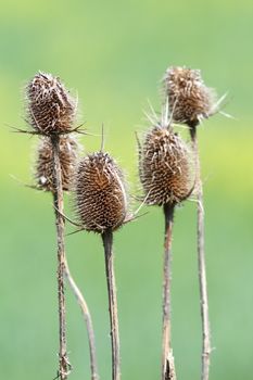 group of faded thistle over green out of focus background
