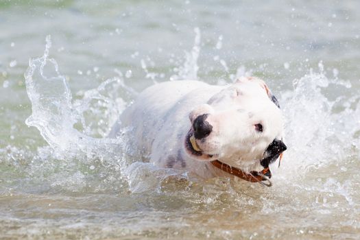 Chirful white bull terrier dog playing in the water.