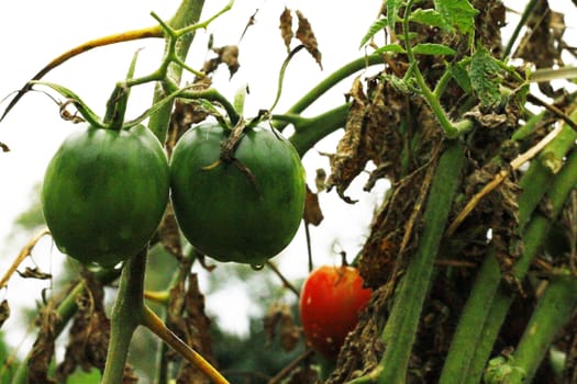 Bush of green tomato in the garden