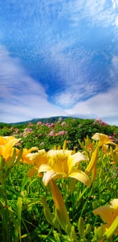 Lily in flower garden