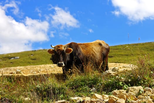 Lonely Cow On The Caucasus Mountain Grassland