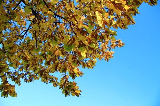 Yellow autumn leaves on the branches against blue sky