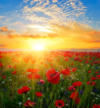 Flower field at sunrise