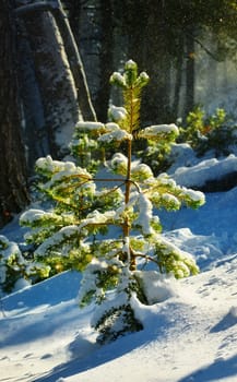 Frozen pine in winter wood