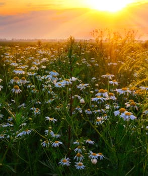 Sunrise chamomiles