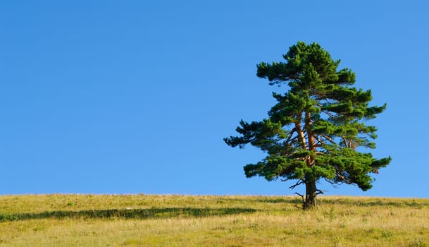 View of the pine in mountains in summer