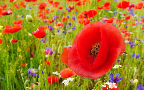 Poppy field