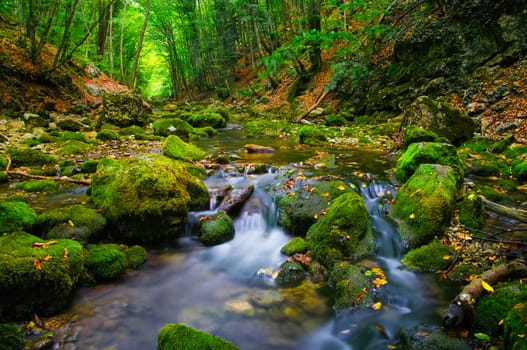 Deep wood river in summer