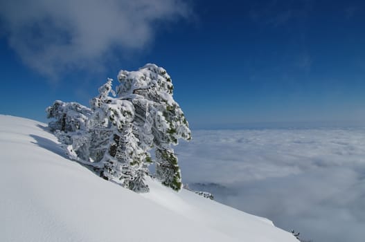 Winter tree