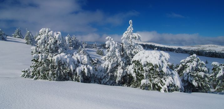 Winter forest