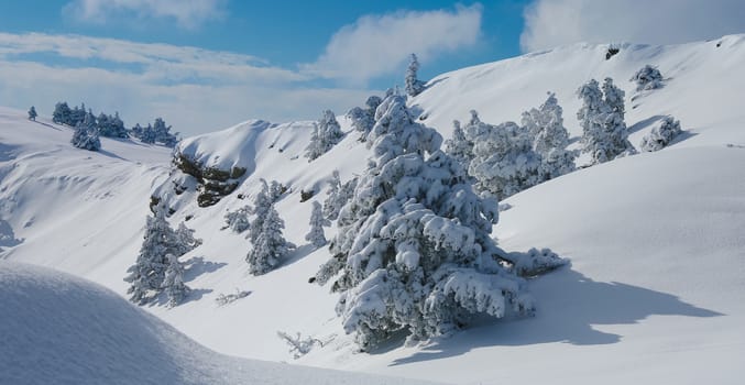 Winter forest