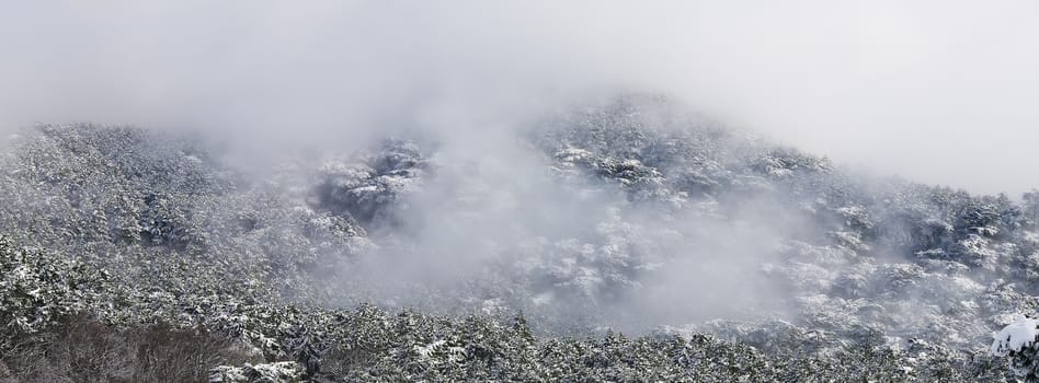 Winter forest