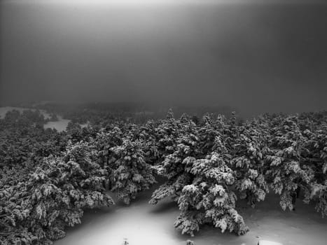 View of winter conifer forest