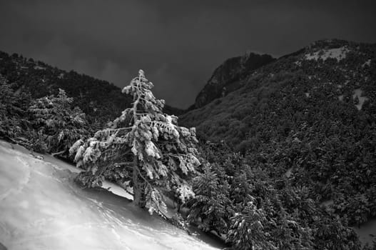 View of snow-clad conifer forest