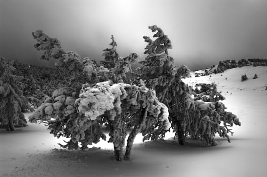 View of winter conifer forest