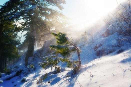 Abrupt slope with conifer forest in snowstorm