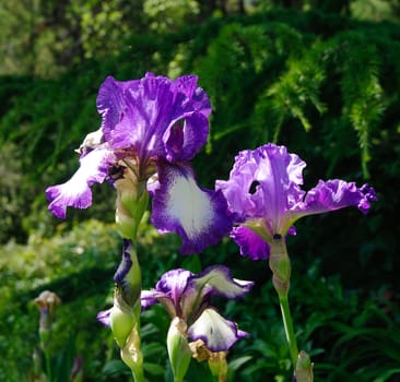 Iris in the botanical garden