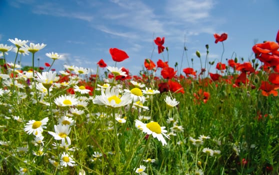 Poppies and camomiles in summer countryside.