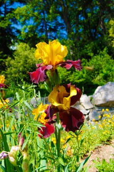 Iris versicolor in the botanical garden