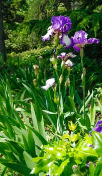 Iris in the botanical garden