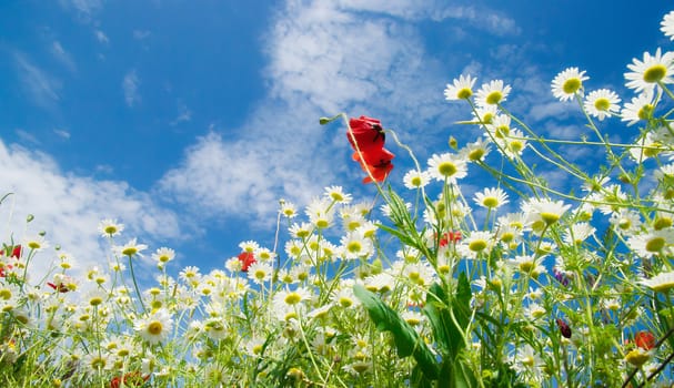 Camomiles in summer countryside