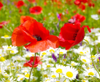 Poppies and camomiles  in summer countryside.