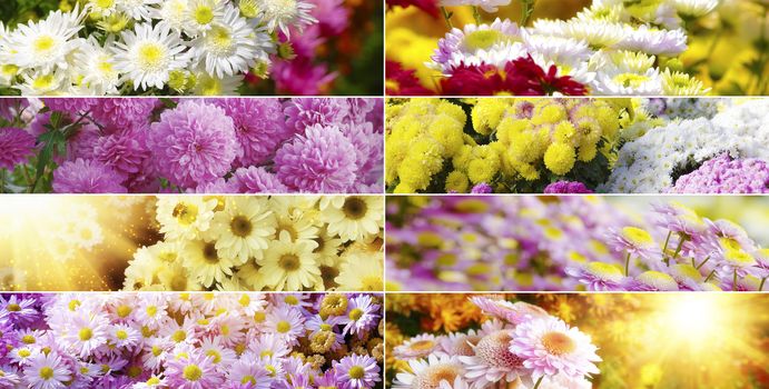 Blossom collection (chrysanthemums)