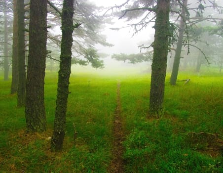 Forest path