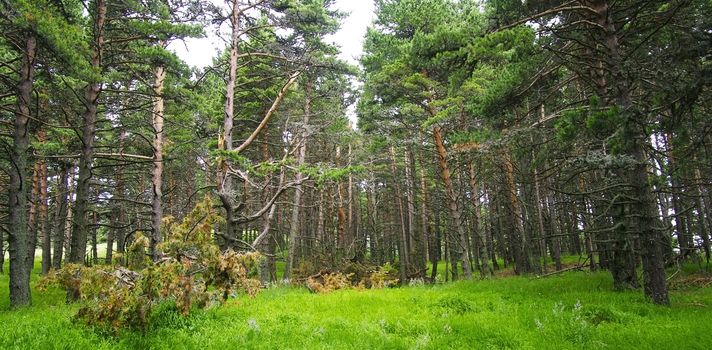 Summer forest (background)