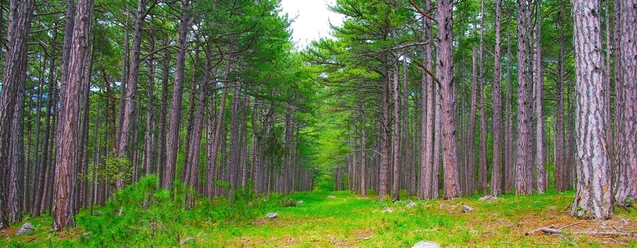 Summer forest (background)