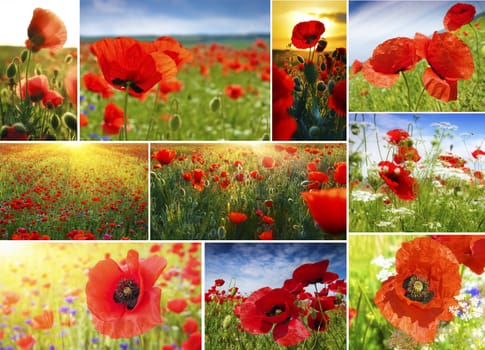 Poppy bacground collection