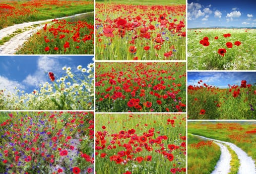 Poppy field collection