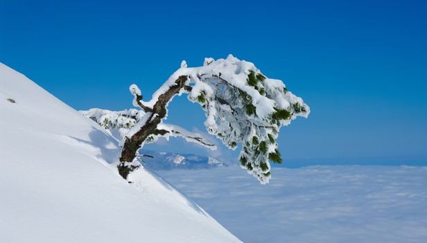 Frozen pine tree