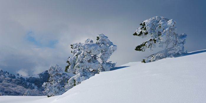 Frozen pine trees