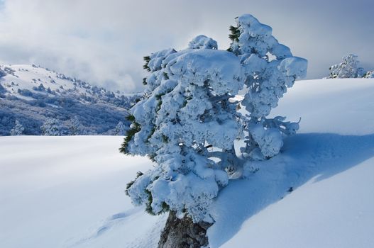 Frozen pine tree