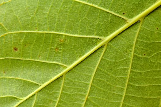 Photo shows detail of green leaf texture background.