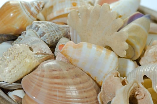 Photo shows detail of sea shell on white background.