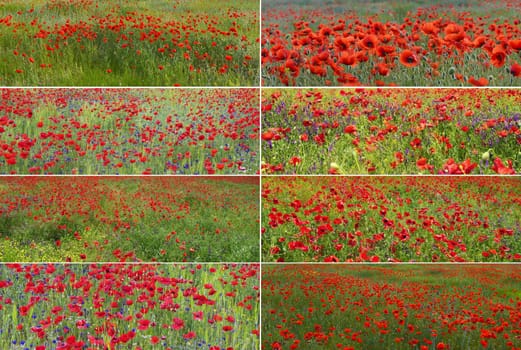 Poppy background collection