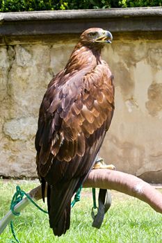 Photo shows details wild eagle bird in the garden.