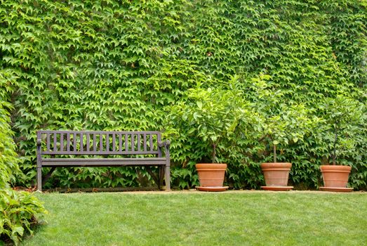 Photo shows details of green garden and its flowers.