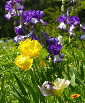 Iris in the botanical garden