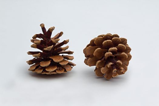 Photo shows detail of brown cones on a white background.