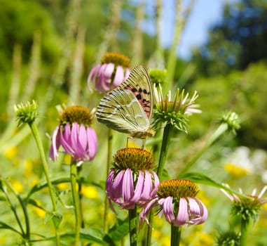 Butterfly on the flower