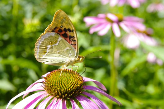 Butterfly on the flower